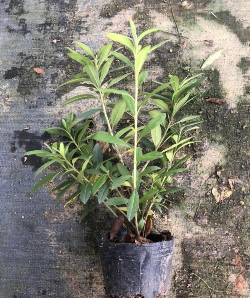 大量出售各规格的毛杜鹃有须联系我价格优惠