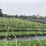 大量出售各规格的毛杜鹃有须联系我价格优惠