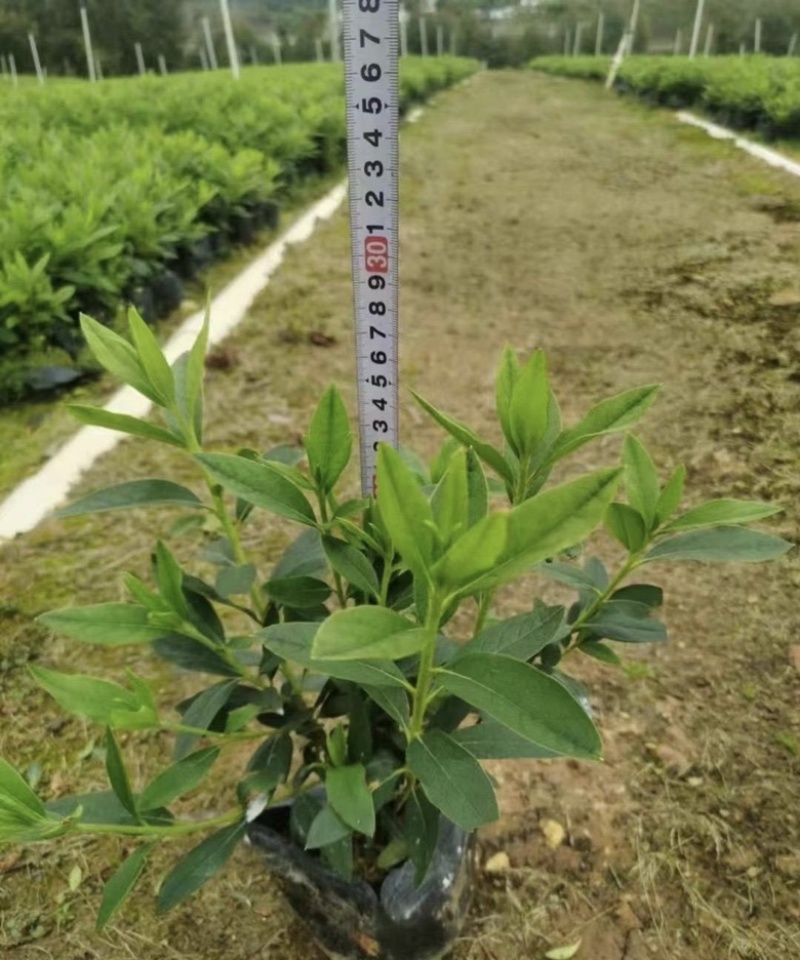 大量出售各规格的毛杜鹃有须联系我价格优惠