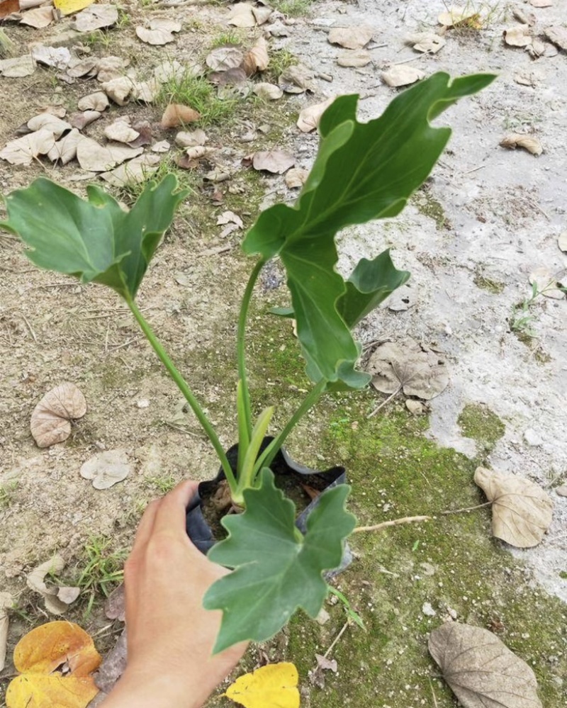 春羽10-15高度长期供应大小规格包技术地被苗