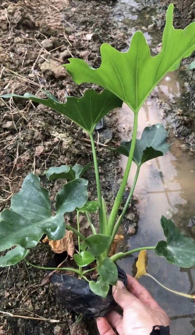 春羽10-15高度长期供应大小规格包技术地被苗