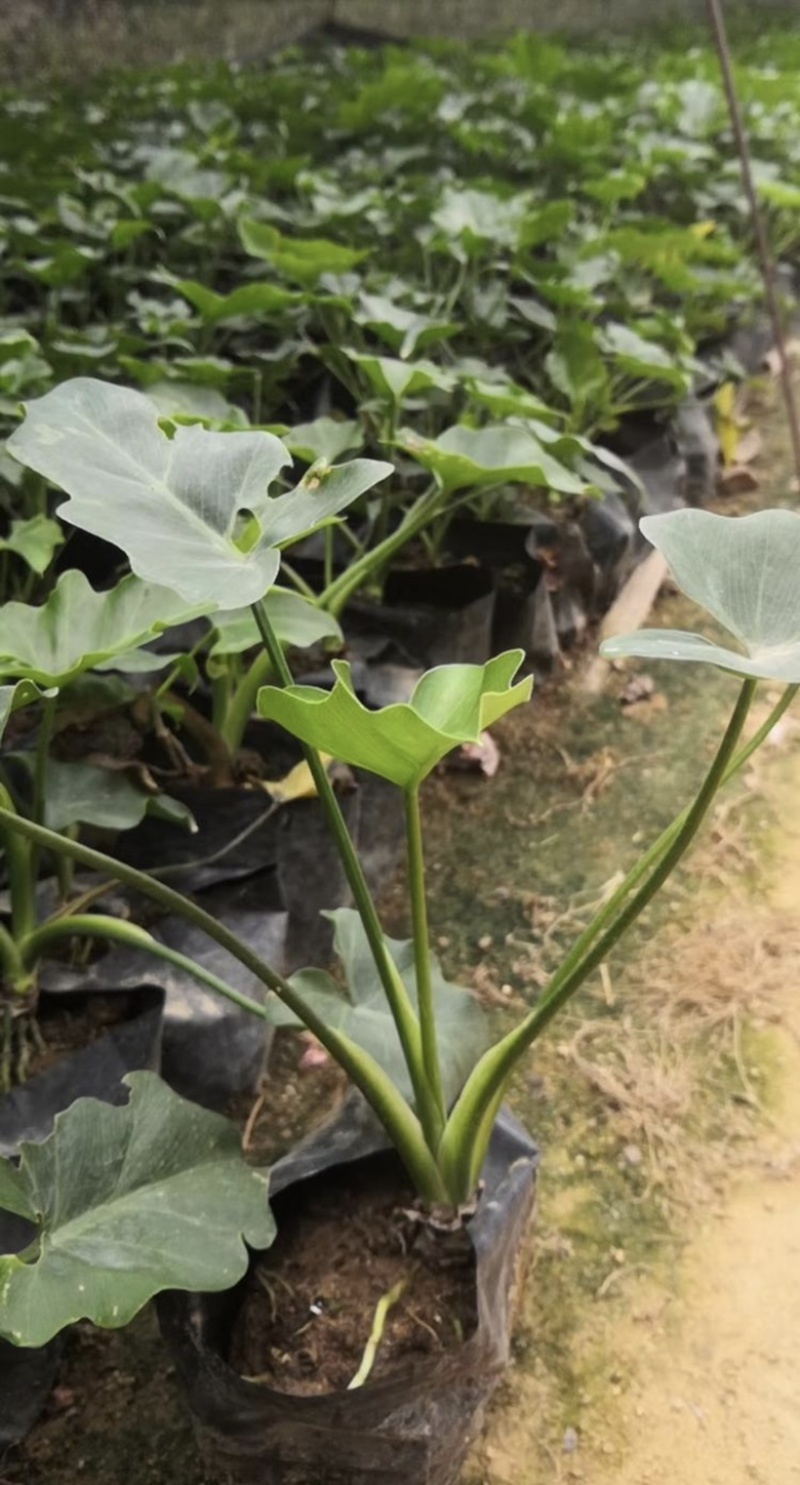 春羽10-15高度长期供应大小规格包技术地被苗