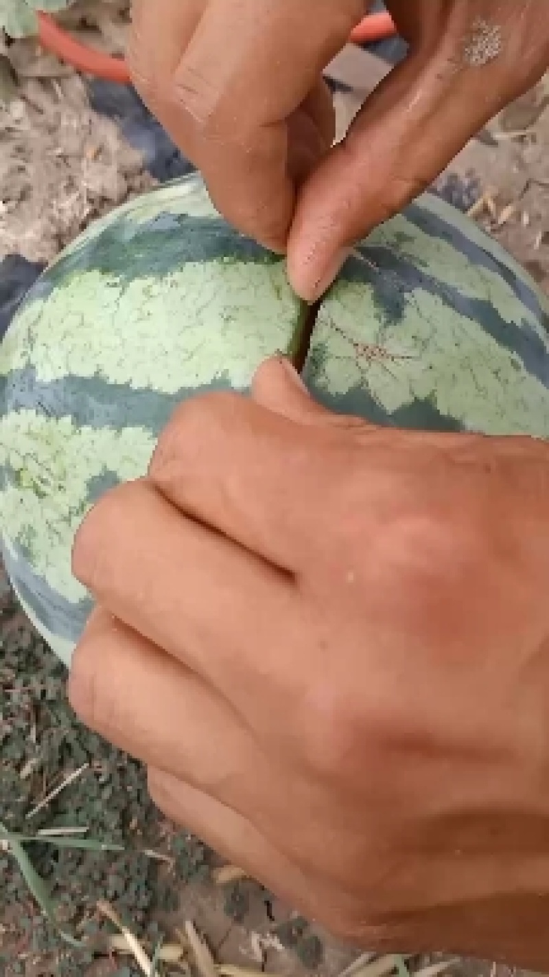 精品美都西瓜，