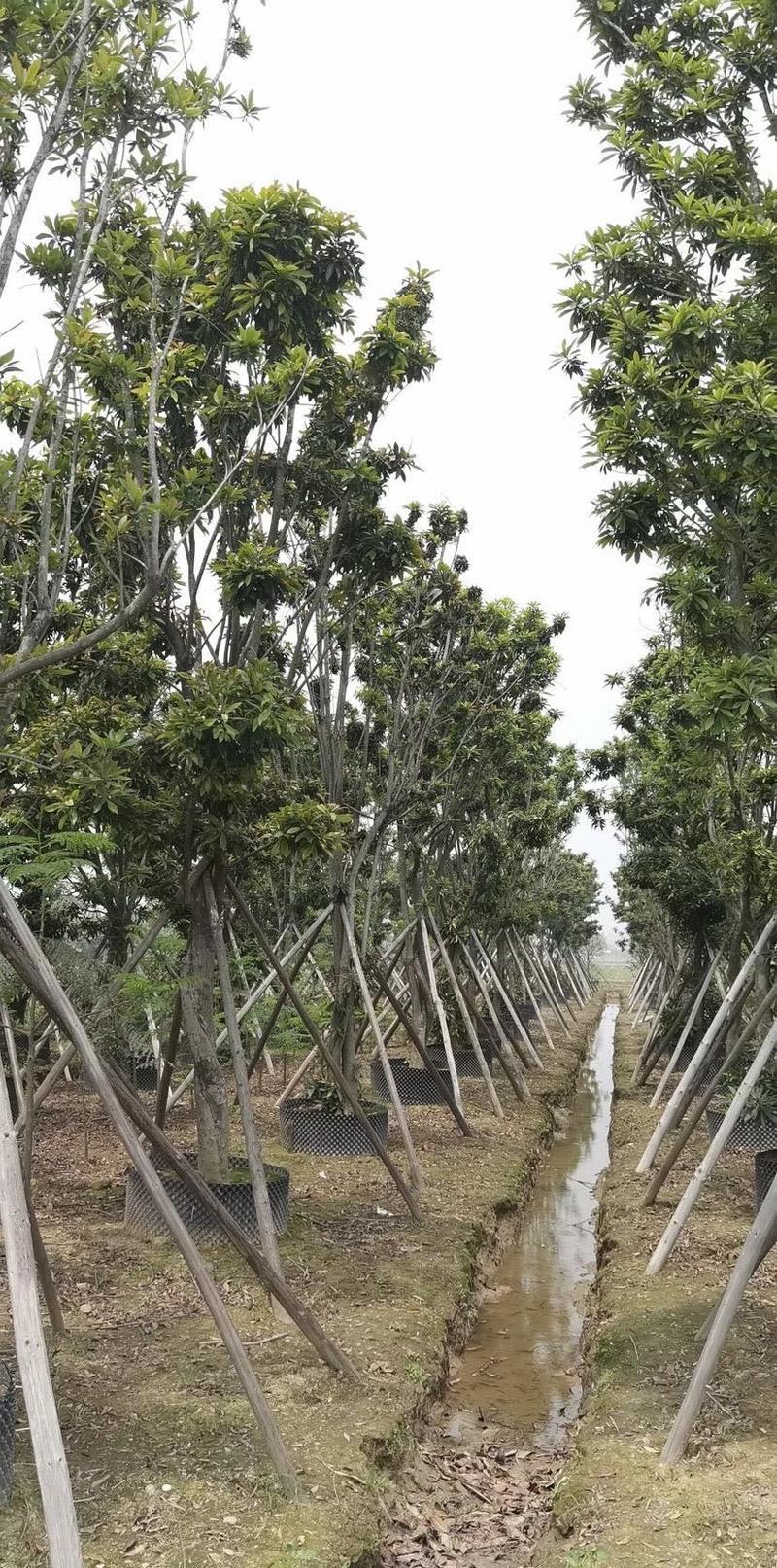 大量出售各规格的黄金熊猫有须联系我价格优惠