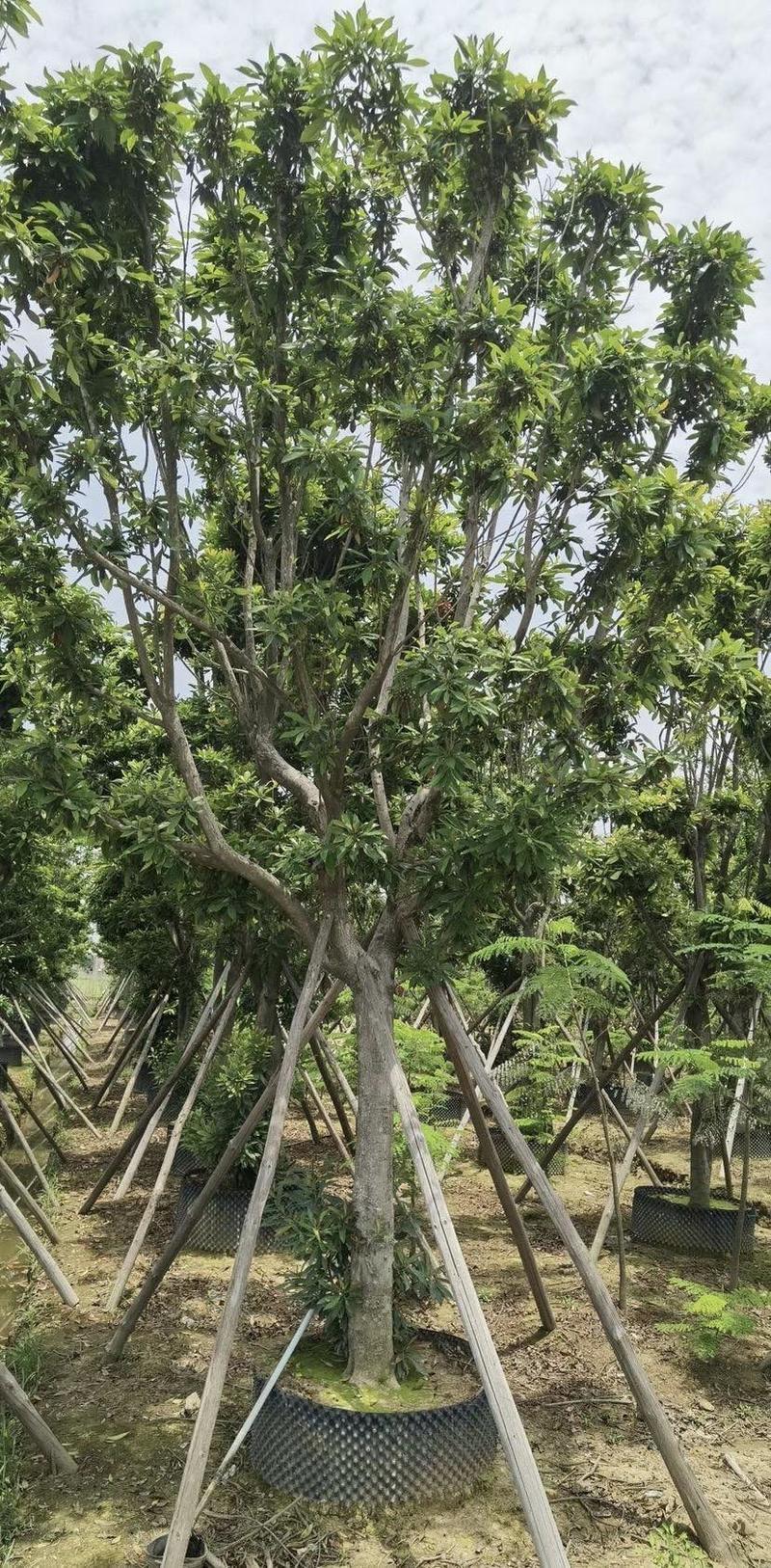 大量出售各规格的黄金熊猫有须联系我价格优惠