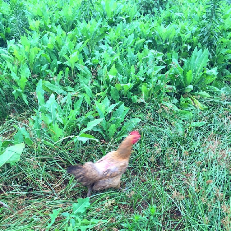 饮用苦荬菜种子高产型鹅菜种子牧草种子养鹅必备增进食欲苦麦