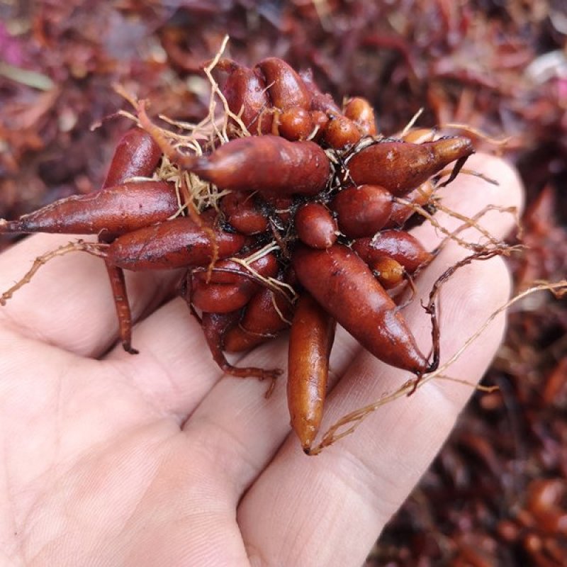 贵州野生新鲜红活麻全根湿货生货