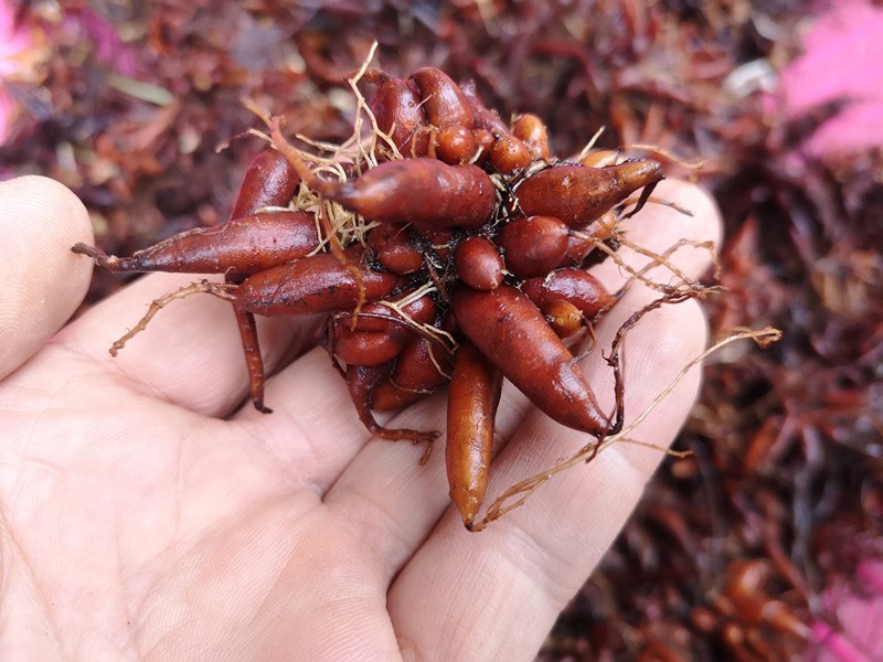 贵州野生新鲜红活麻全根湿货生货