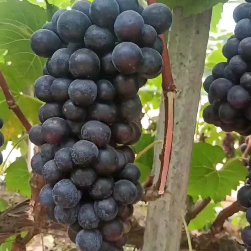 夏黑葡葡现货供应量大从优