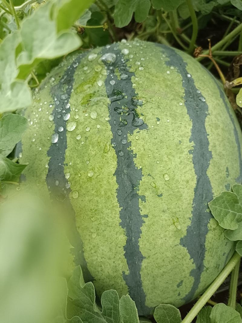 廊坊永清县后奕东义河西瓜基地种植大小京欣系列优质品种：甜