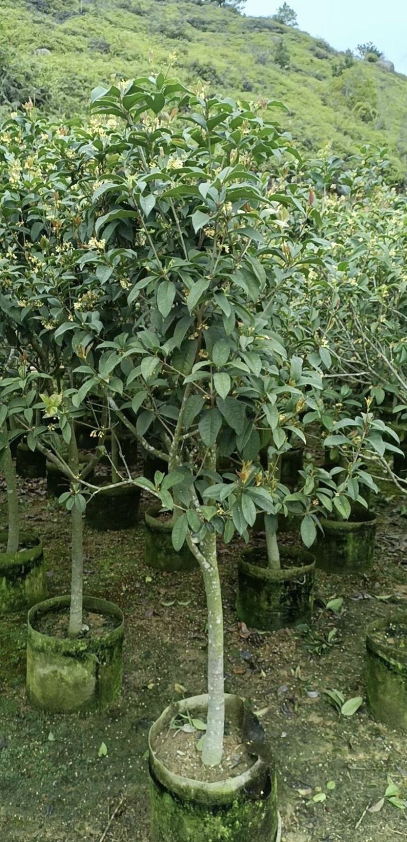 大量出售各规格的桂花有须联系我价格优惠
