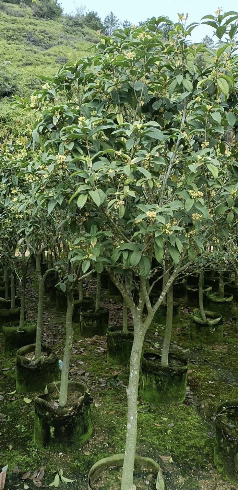 大量出售各规格的桂花有须联系我价格优惠