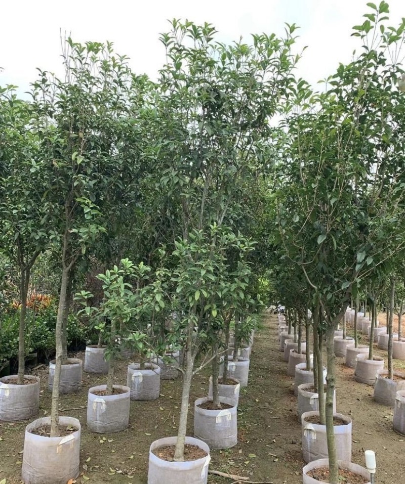 大量出售各规格的桂花有须联系我价格优惠