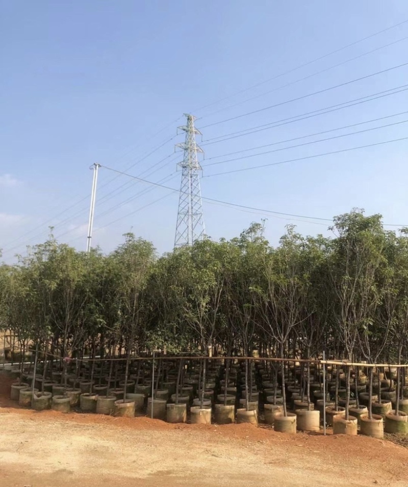 大量出售各规格的桂花有须联系我价格优惠