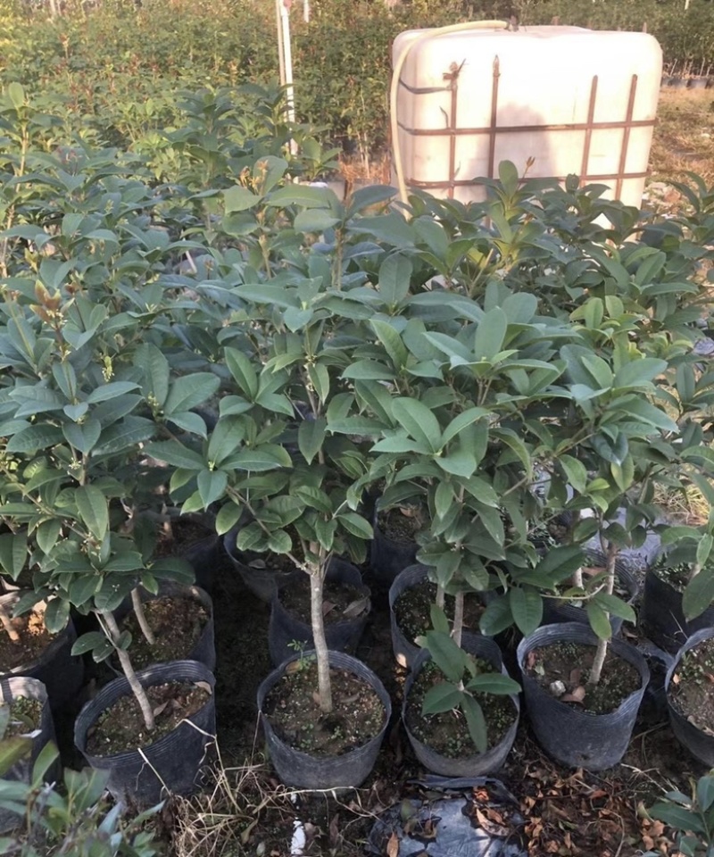 大量出售各规格的桂花有须联系我价格优惠