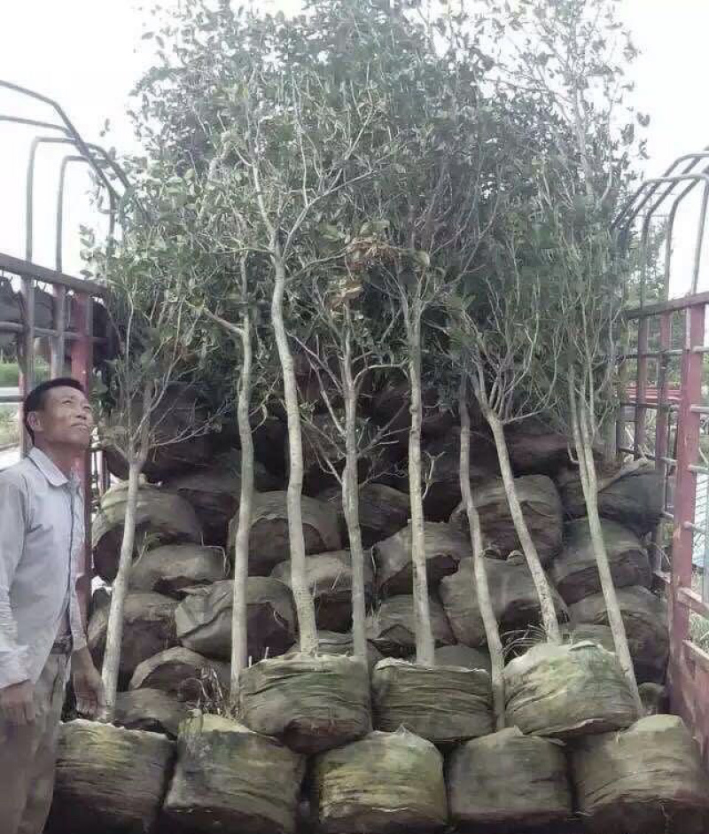 大量出售各规格的桂花有须联系我价格优惠