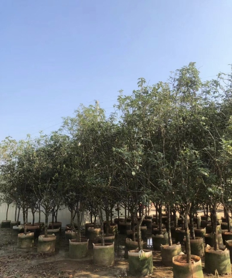 大量出售各规格的桂花有须联系我价格优惠