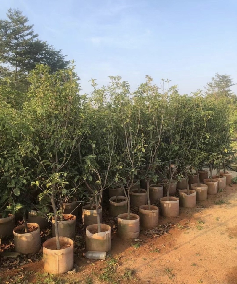 大量出售各规格的桂花有须联系我价格优惠