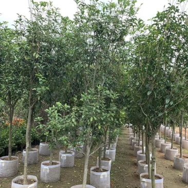 大量出售各规格的桂花有须联系我价格优惠