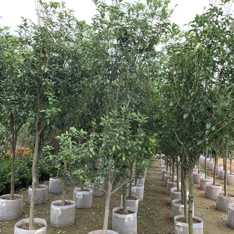 大量出售各规格的桂花有须联系我价格优惠