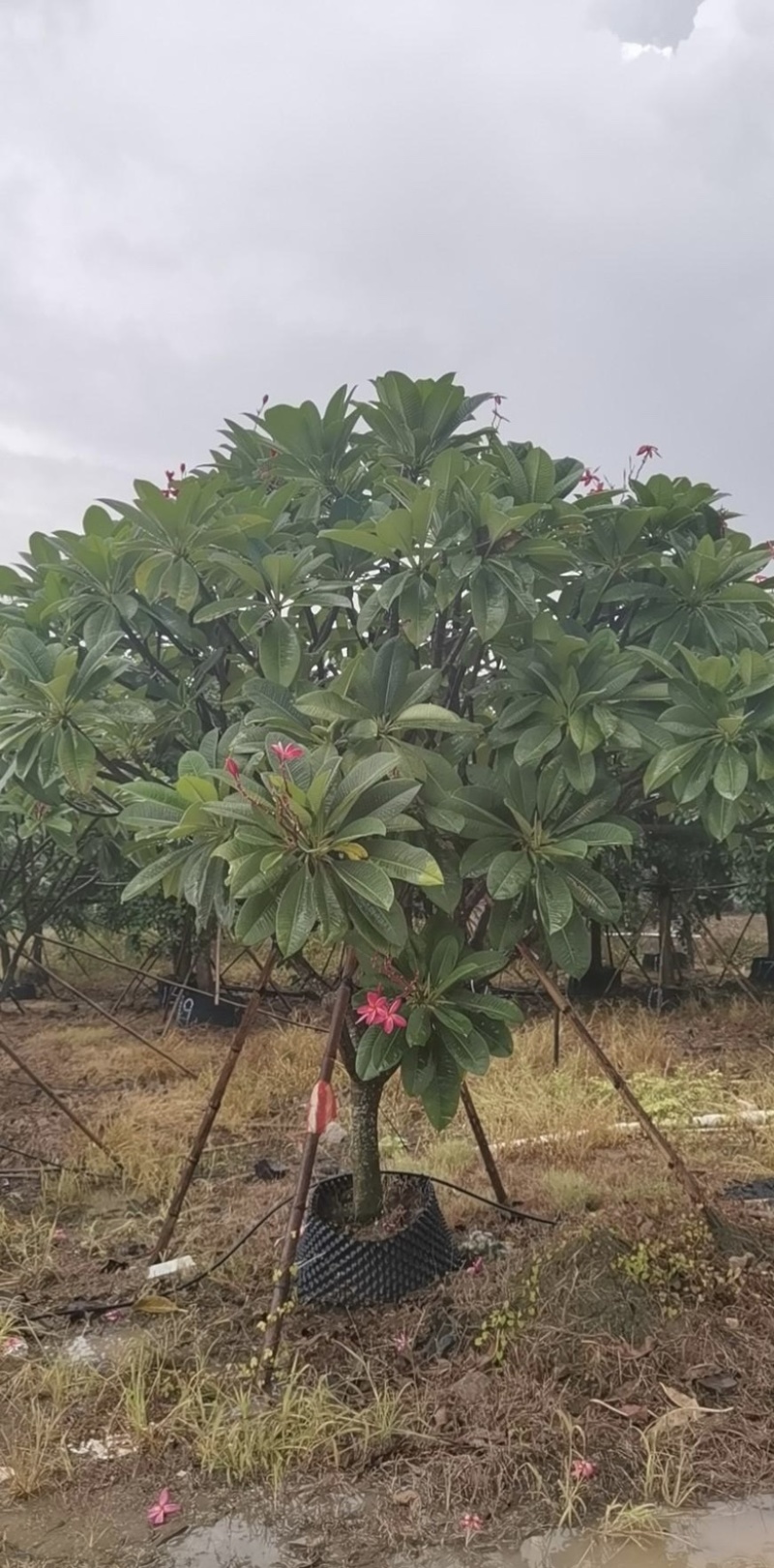 大量出售各规格的红花鸡蛋花有须联系我价格优惠