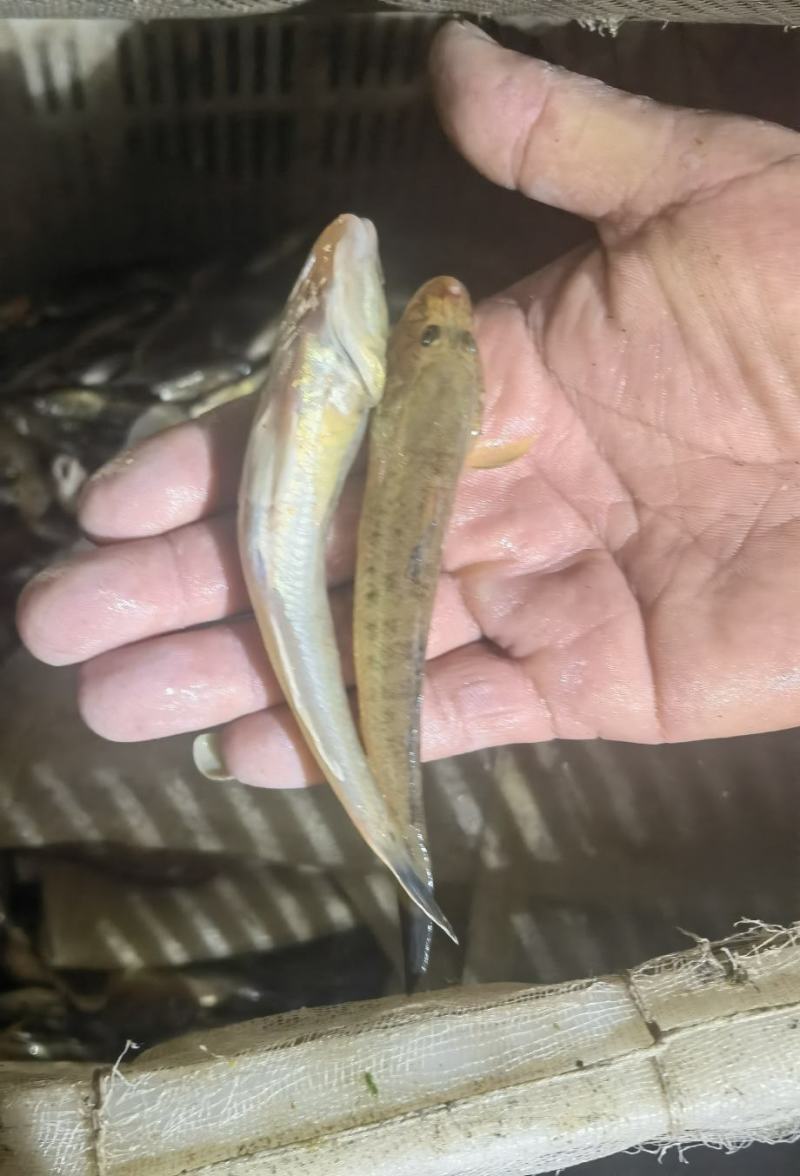 食用光鱼