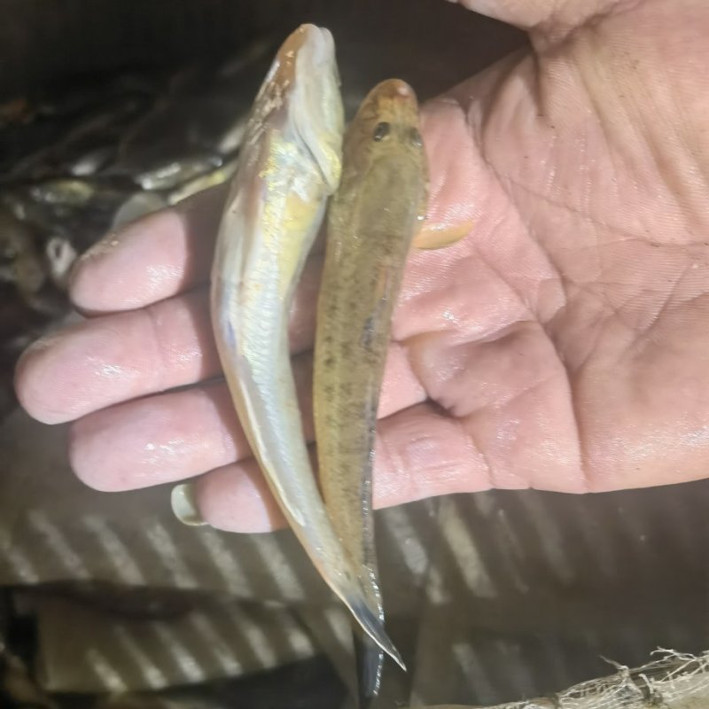 食用光鱼