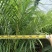大量出售各规格的散尾葵有须联系我价格优惠