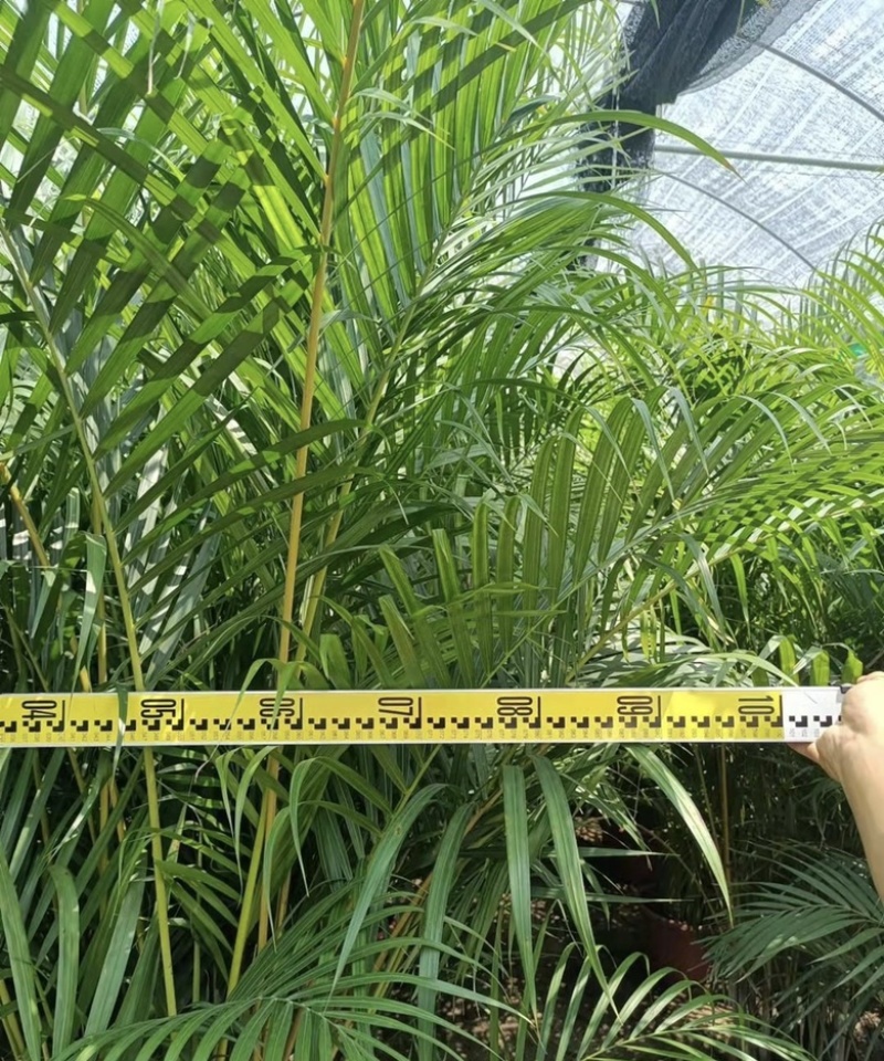 大量出售各规格的散尾葵有须联系我价格优惠