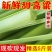 2025年新鲜甜杆甜卢粟甜卢稷小甘蔗产地直发一件代发