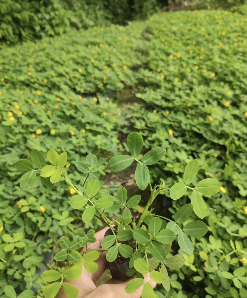 大量出售各种各样的金花生有须联系我价格优惠