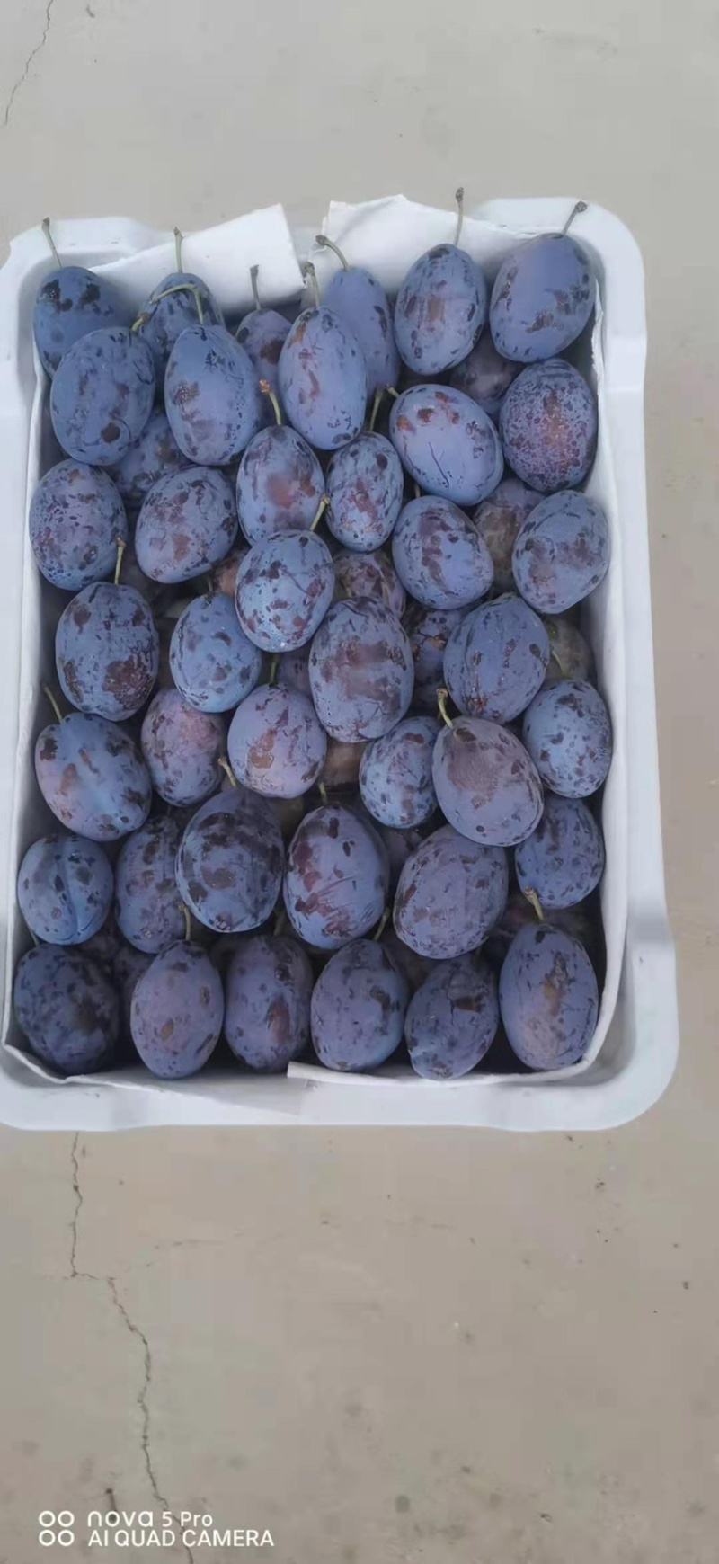 甘肃西梅女神蓝蜜蓝莓一件代发包邮包售后