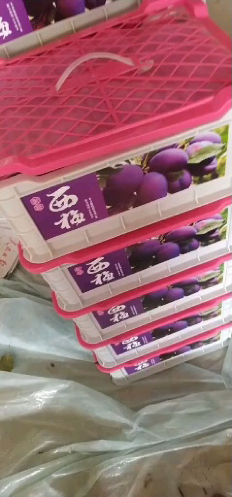 甘肃西梅女神蓝蜜蓝莓一件代发包邮包售后