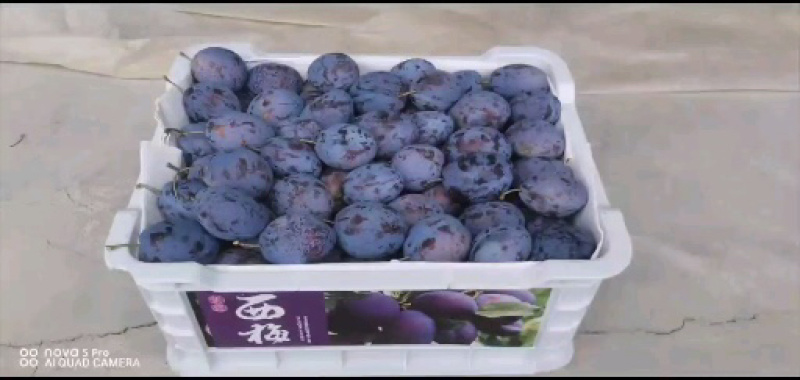 甘肃西梅女神蓝蜜蓝莓一件代发包邮包售后