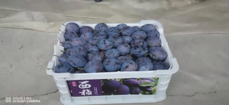 甘肃西梅女神蓝蜜蓝莓一件代发包邮包售后