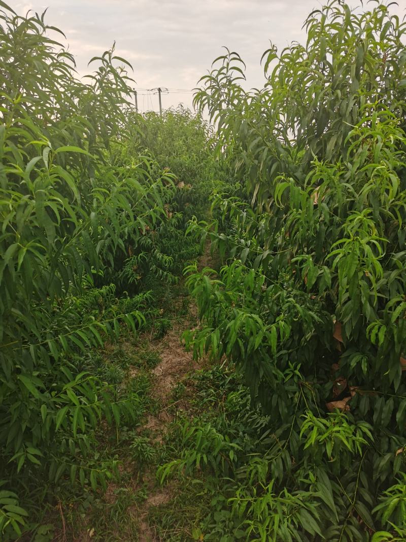 河北省石家庄市晋州大量毛盘桃大量下树