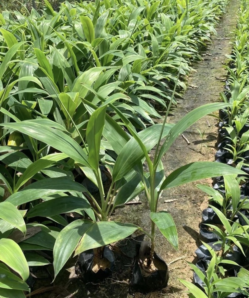 大量出售各种各样梦幻朱蕉有须联系我价格优惠