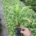大量出售各种各样梦幻朱蕉有须联系我价格优惠