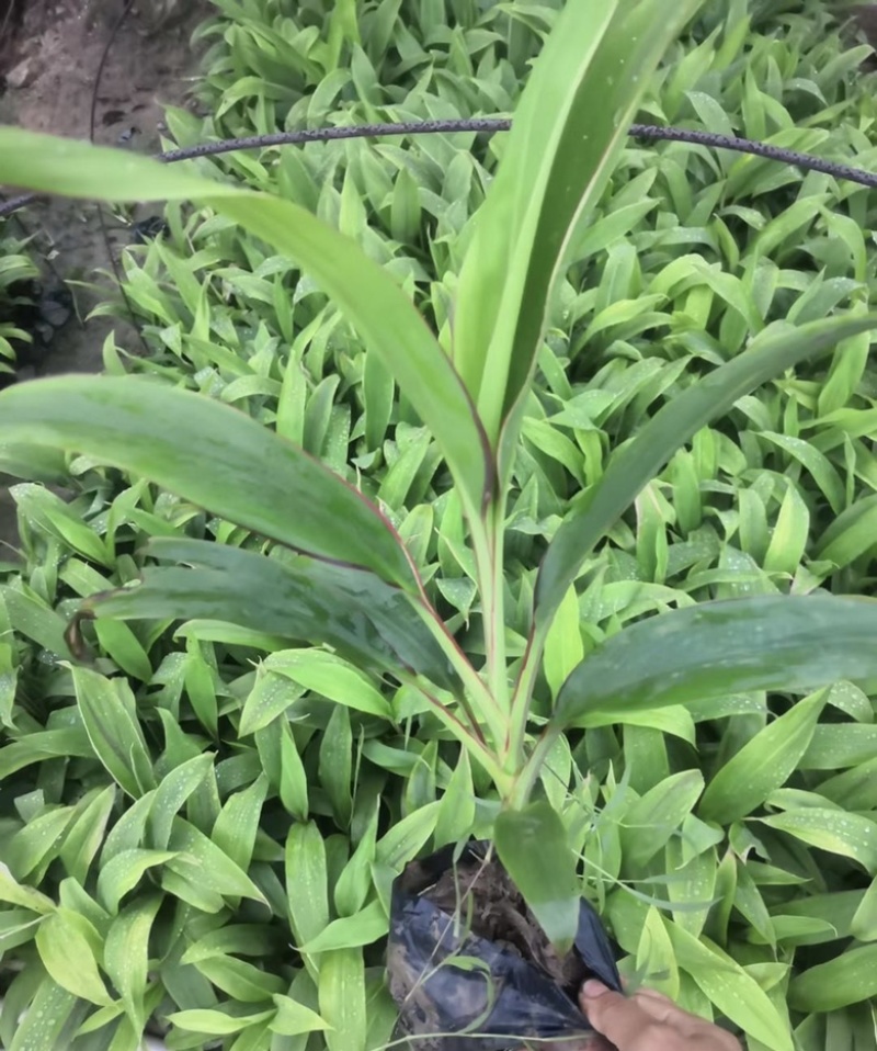 大量出售各种各样梦幻朱蕉有须联系我价格优惠