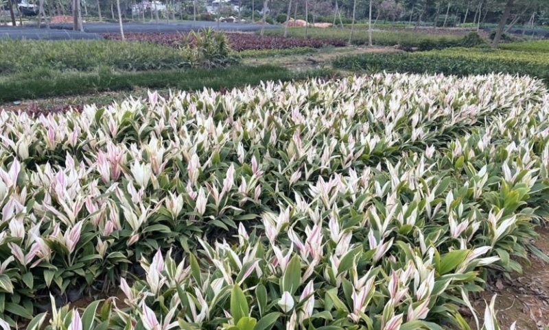 大量出售各种各样梦幻朱蕉有须联系我价格优惠