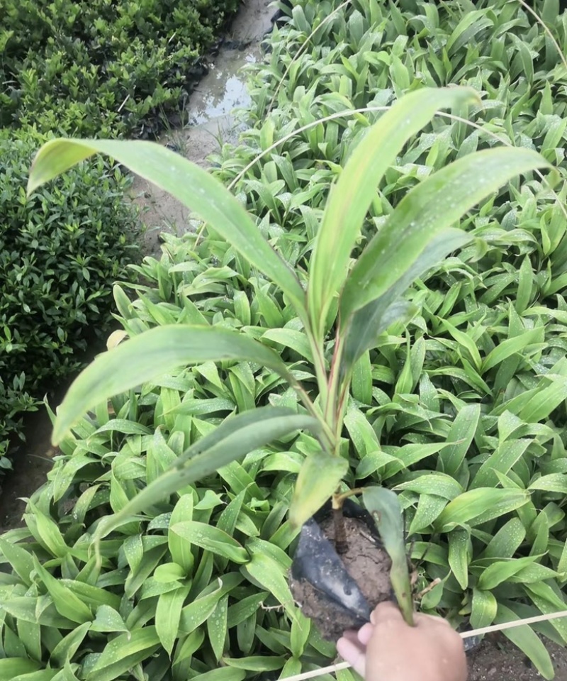 大量出售各种各样梦幻朱蕉有须联系我价格优惠