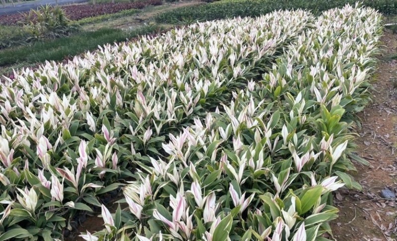 大量出售各种各样梦幻朱蕉有须联系我价格优惠