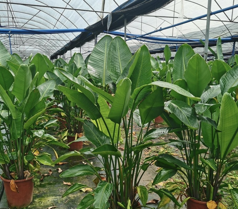 大量出售各规格的天堂鸟有须联系我价格优惠