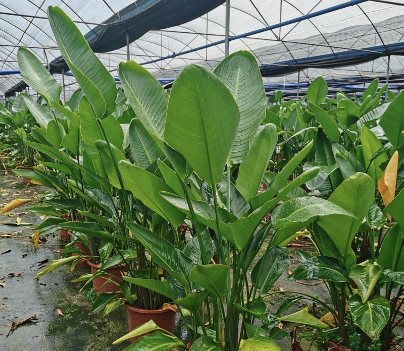 大量出售各规格的天堂鸟有须联系我价格优惠
