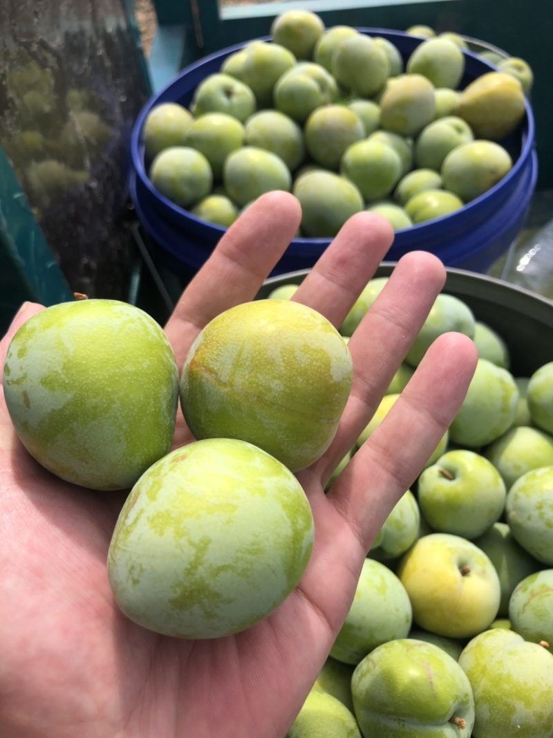离核《独特牛心李，美味醉心间》。。。。
