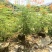 大量出售各种高度的洋金凤有须联系我价格优惠