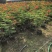 大量出售各种高度的洋金凤有须联系我价格优惠