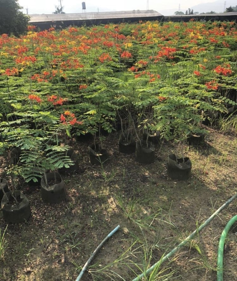 大量出售各种高度的洋金凤有须联系我价格优惠