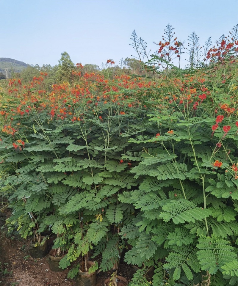 大量出售各种高度的洋金凤有须联系我价格优惠