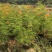 大量出售各种高度的洋金凤有须联系我价格优惠